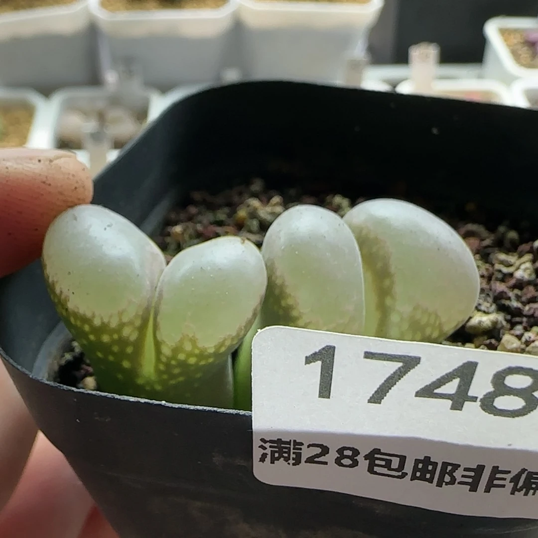 【闪购商品】17481