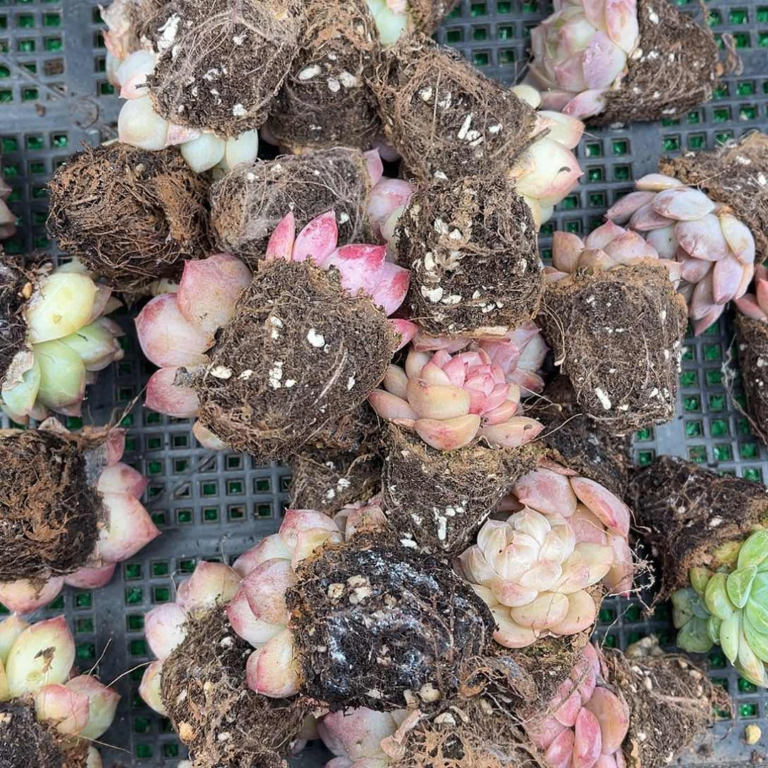 精品多肉一物一拍17-61