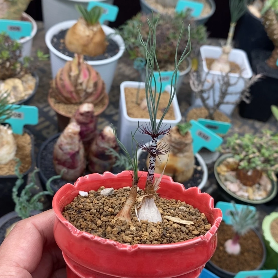 gv双叶翘弹簧草产地