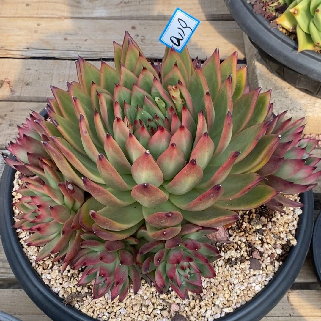 用****5福利红爪群a19