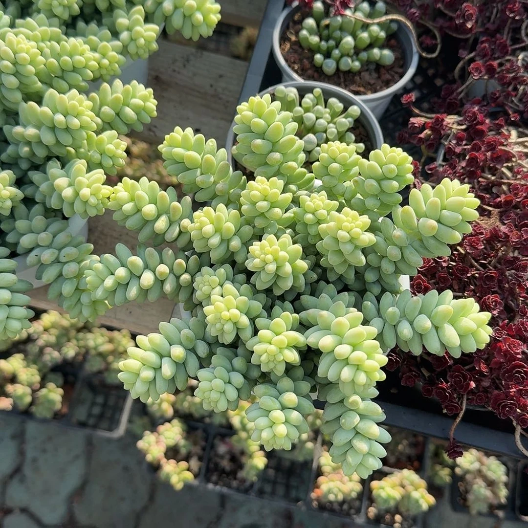 玉坠多肉植物精品