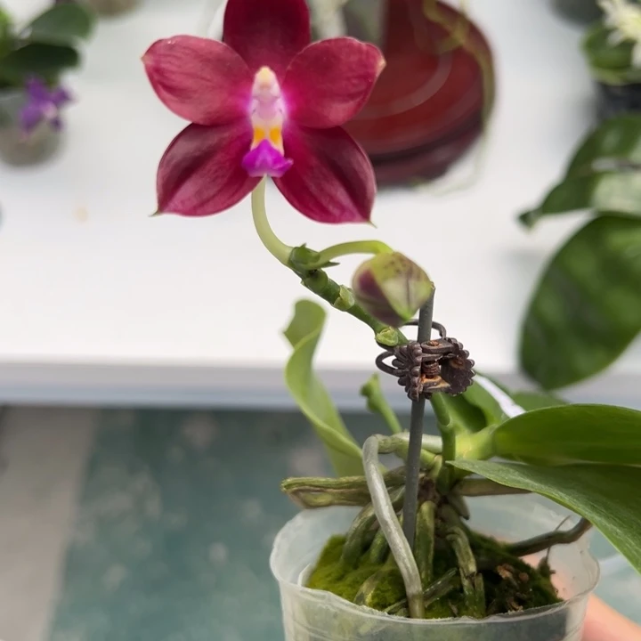 大部分开放少量花苞2.5寸杯bkh1925双花剑