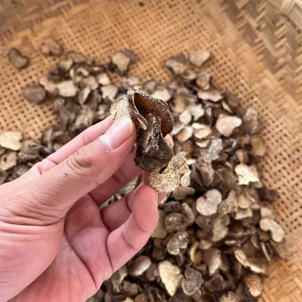 【野黑松露】下山货小蒲村长推荐 农户采摘 无硫晒干 黑松露