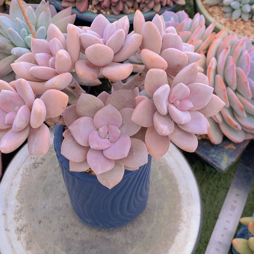 【闪购商品】彩虹桃霜