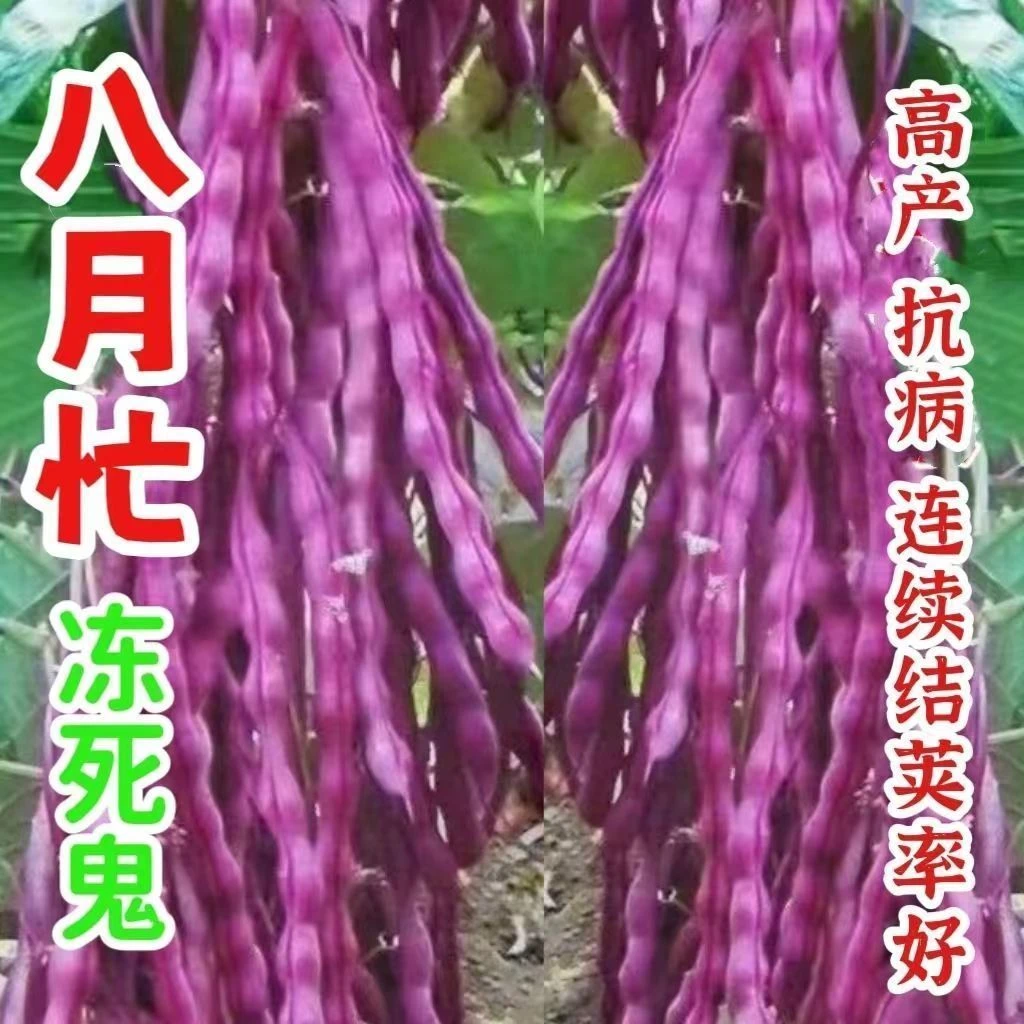 八月忙冻死鬼豆角衶高产无筋紫皮四季豆角夏季耐高温油豆角豇豆孑
