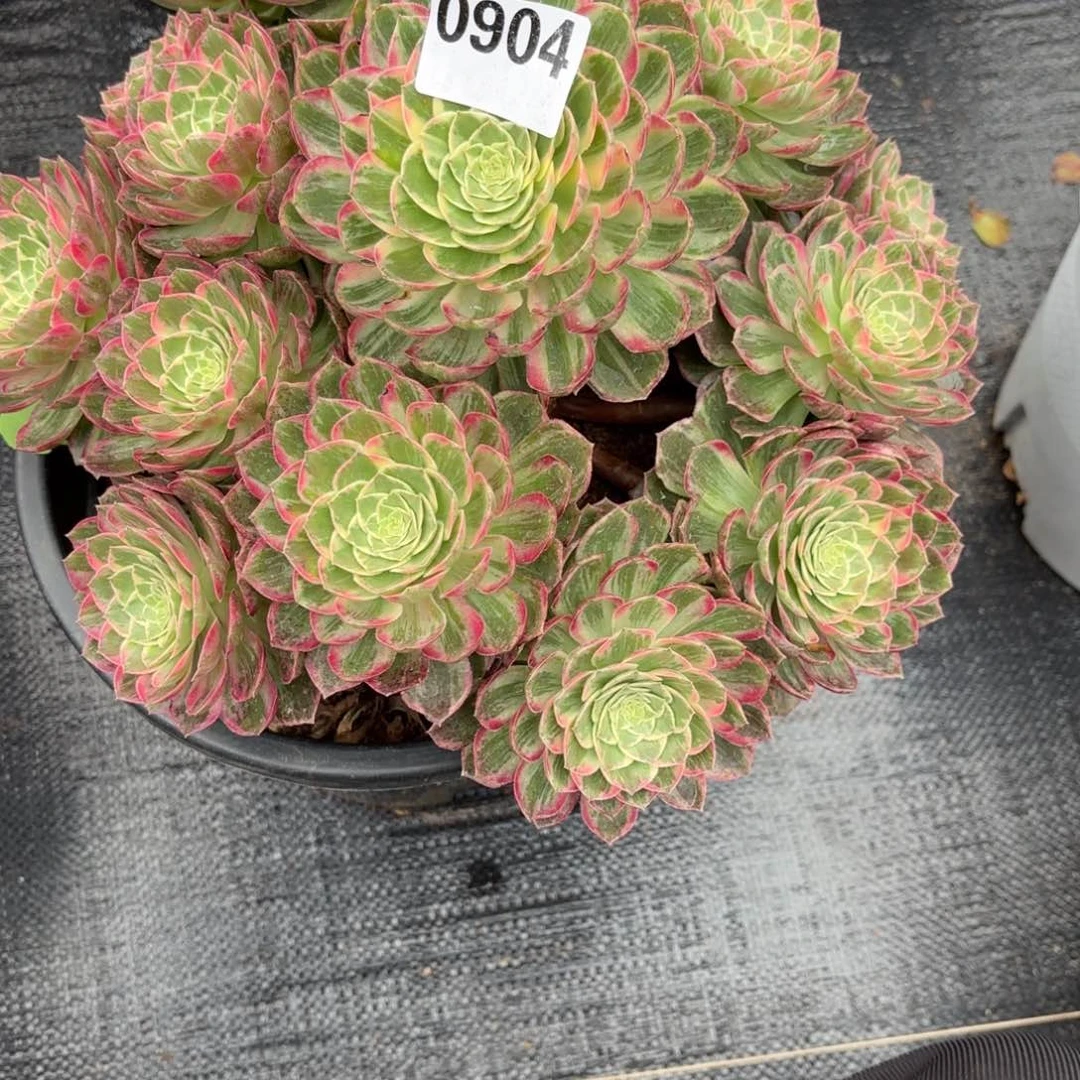 开*万花筒0904发货