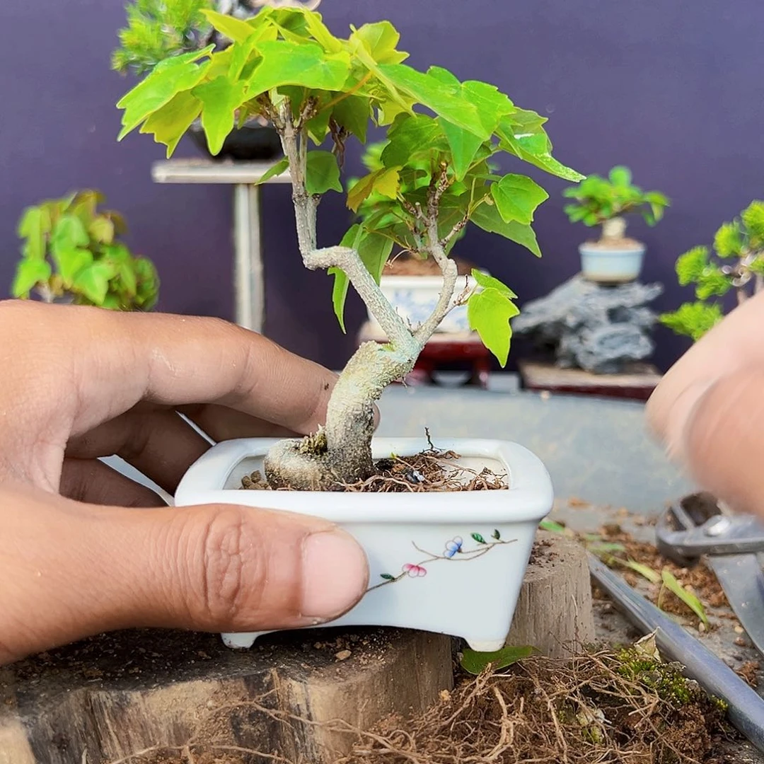 壶*盆景11111111111111