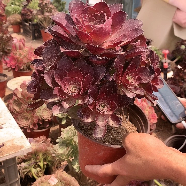 661魅金多肉植物