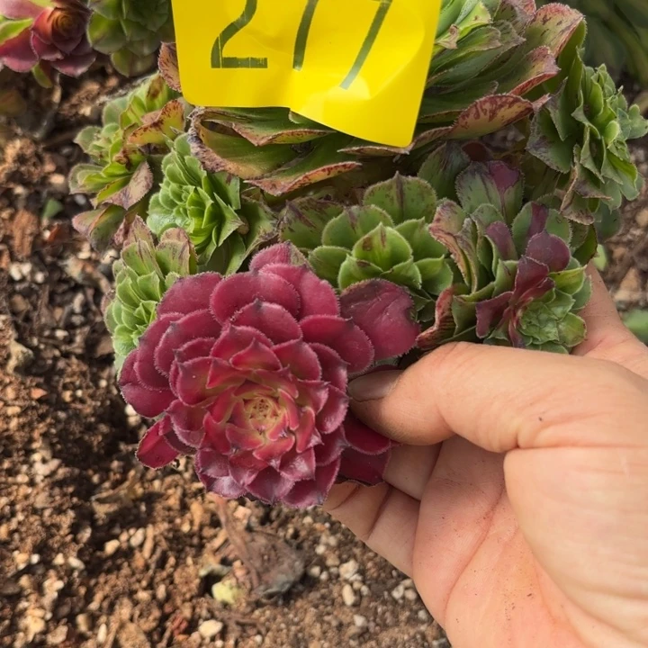 哈哈多肉葡萄福利来277