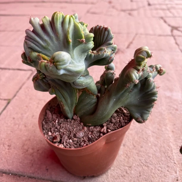 稀有金孔雀山影仙人掌阳台大型绿植盆栽趣味奇特造型