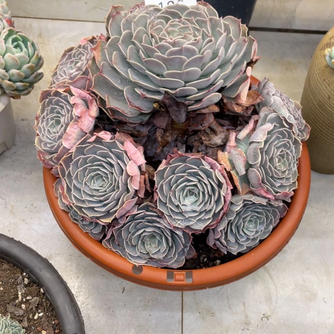 曹*黑大帅多肉186天赐