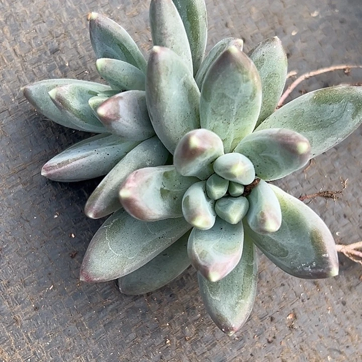 美人杂交特价多肉