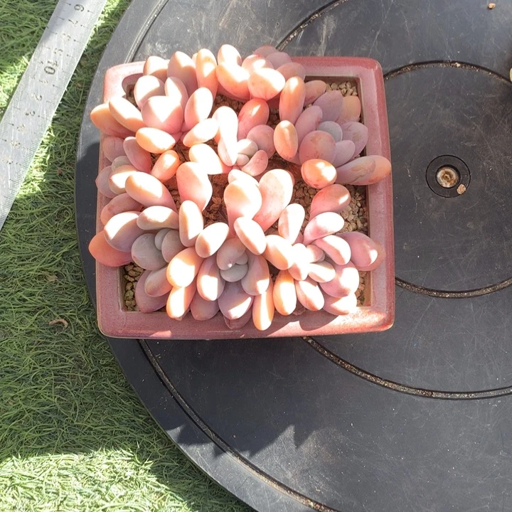 粉兔手捧自然群发货多肉