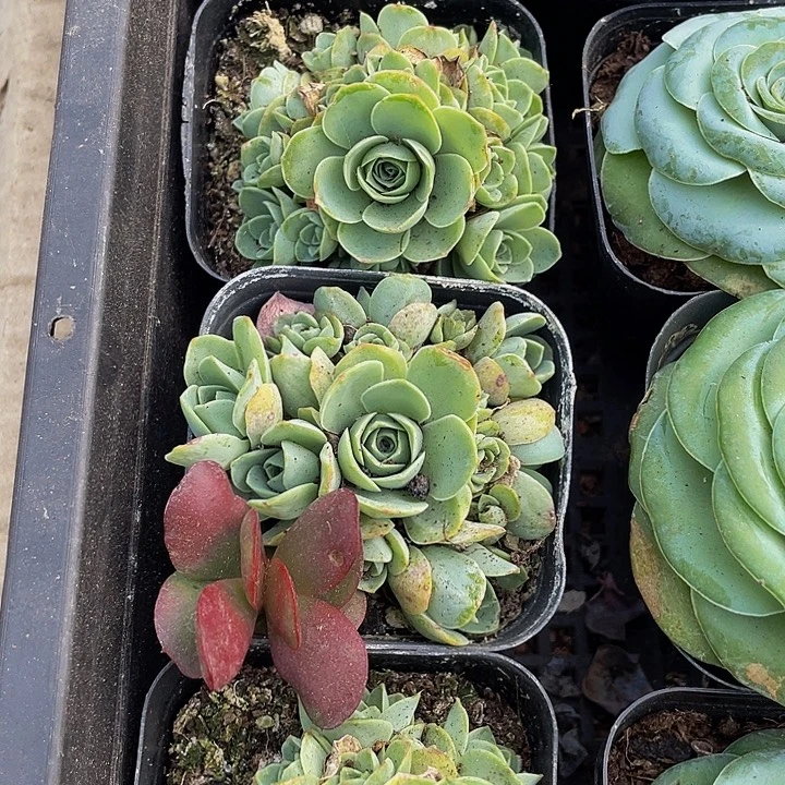 山地玫瑰群带盆土发