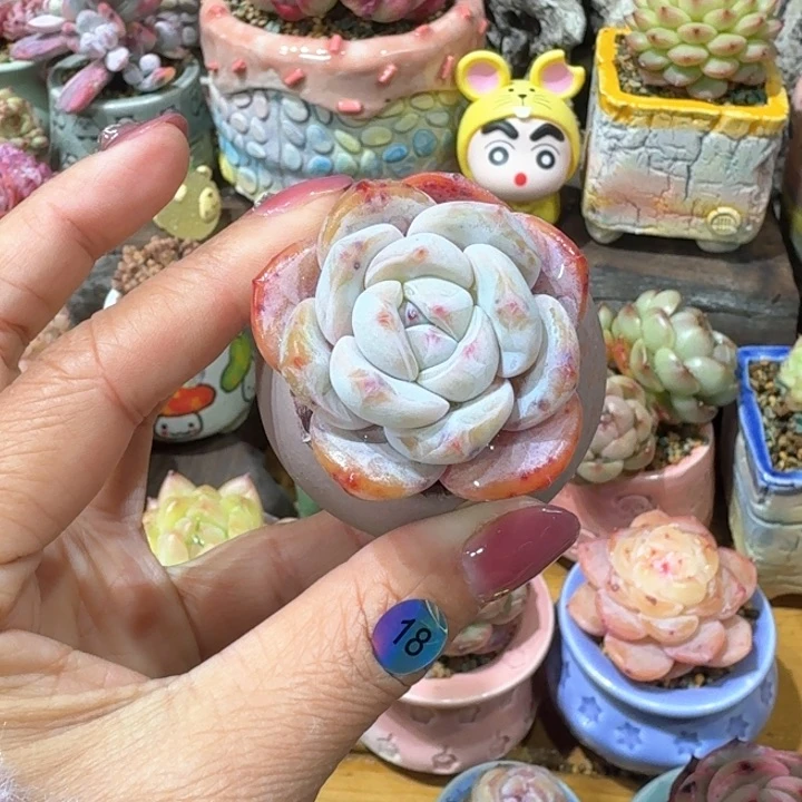 18 多肉含盆土 30元包邮 除偏远地区