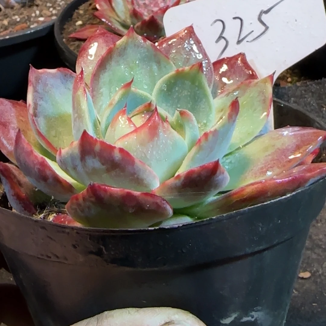 花脸拉丝惊鸿一物一拍包装收缩花旱325