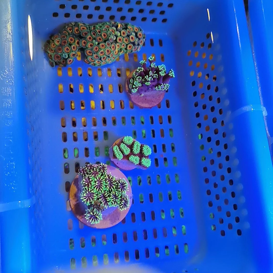 奶嘴海葵1065套餐