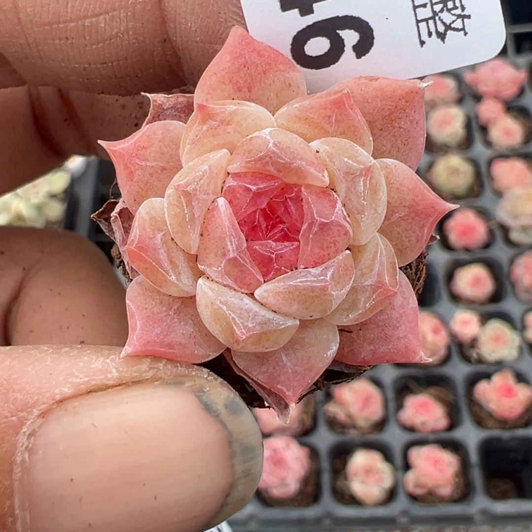 小卡拉米糖心一物一拍20-46