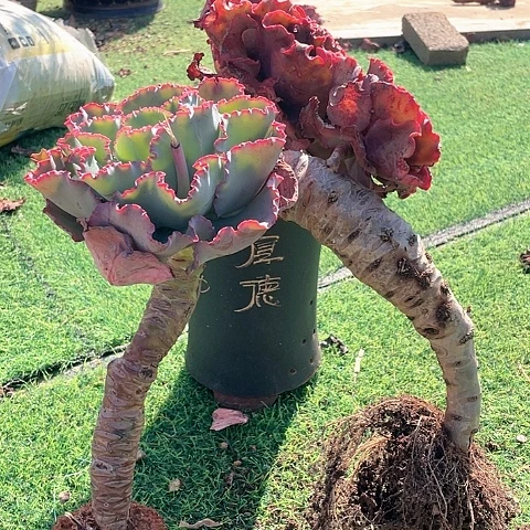 燕*B55 包菜系列 2 棵