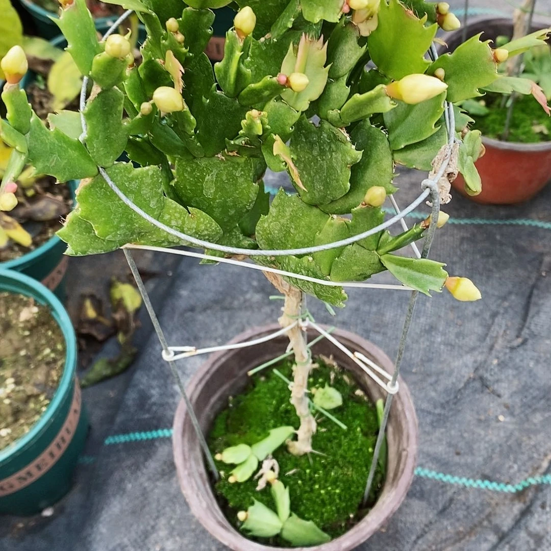 小***糕完全开放福利款单层