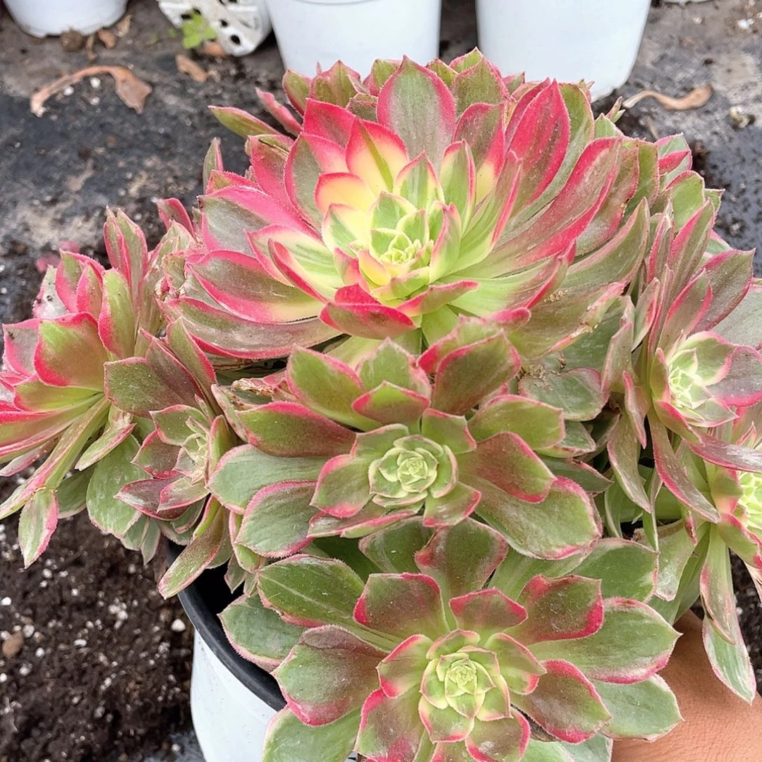 维***斯小万花筒法师带盆发货