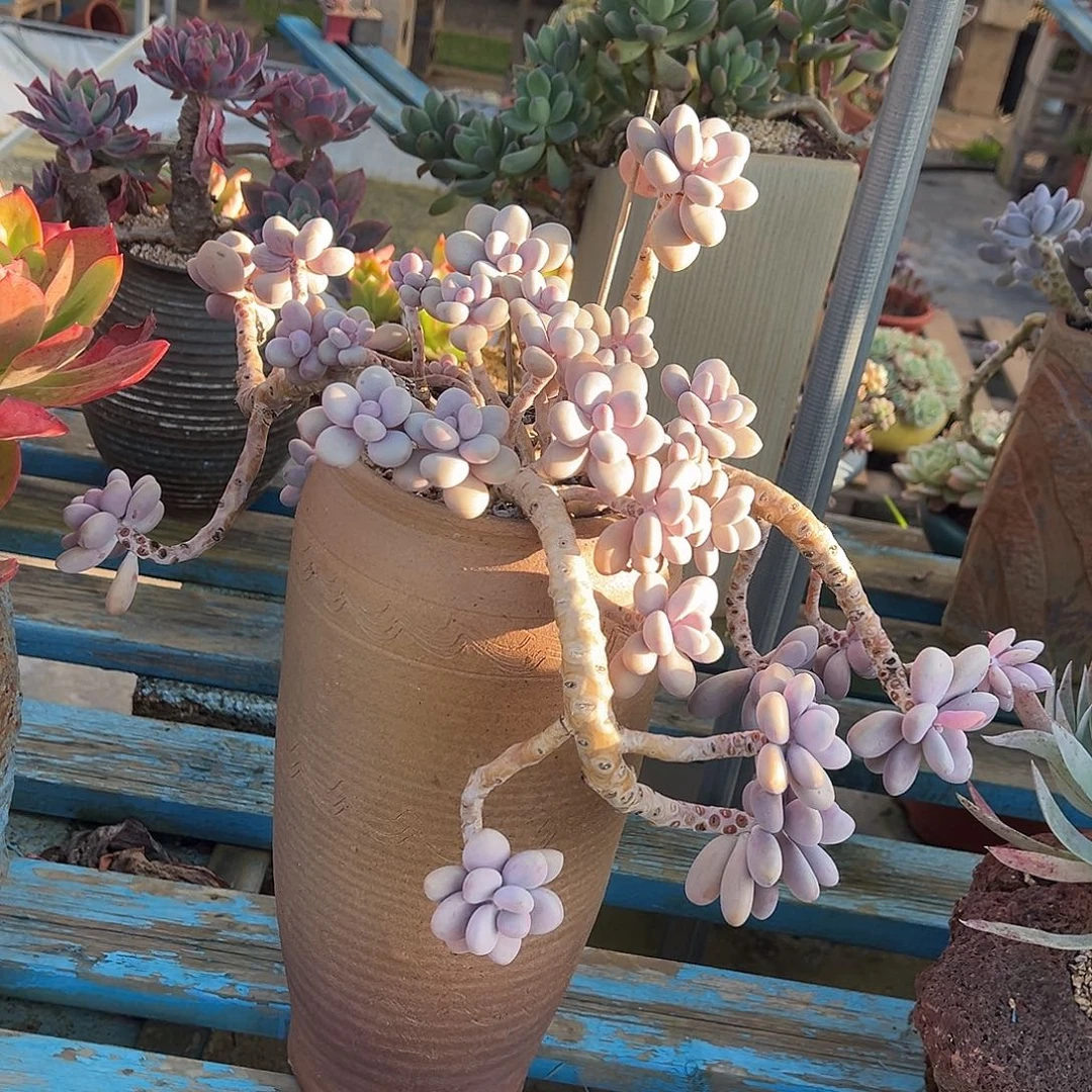 桃蛋裸根发货。