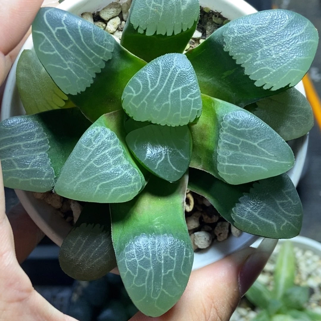 实生克里克特一物一拍