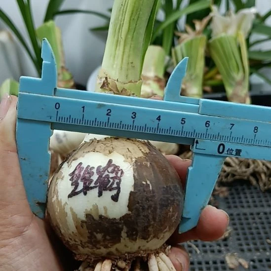 无花朵雏鹤5.5裸球发货