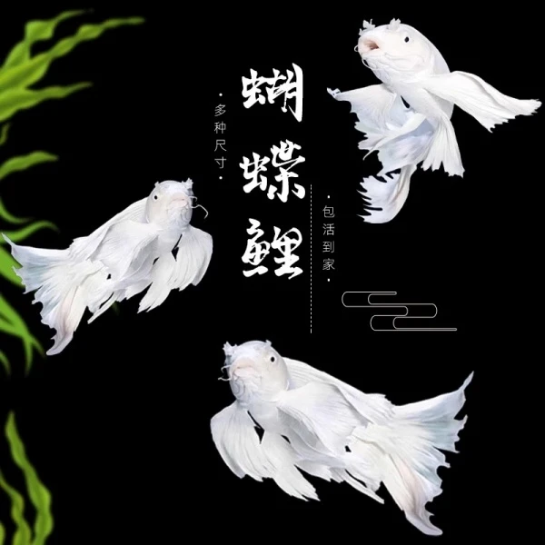 蝴蝶鲤{微瑕疵} 养养就好 鱼鳍有一点破损一个月左右就能恢复好了