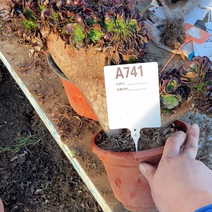 刘***)A741欧紫缀化老庄老庄