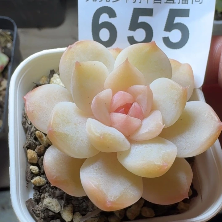 孤品            多肉植物
