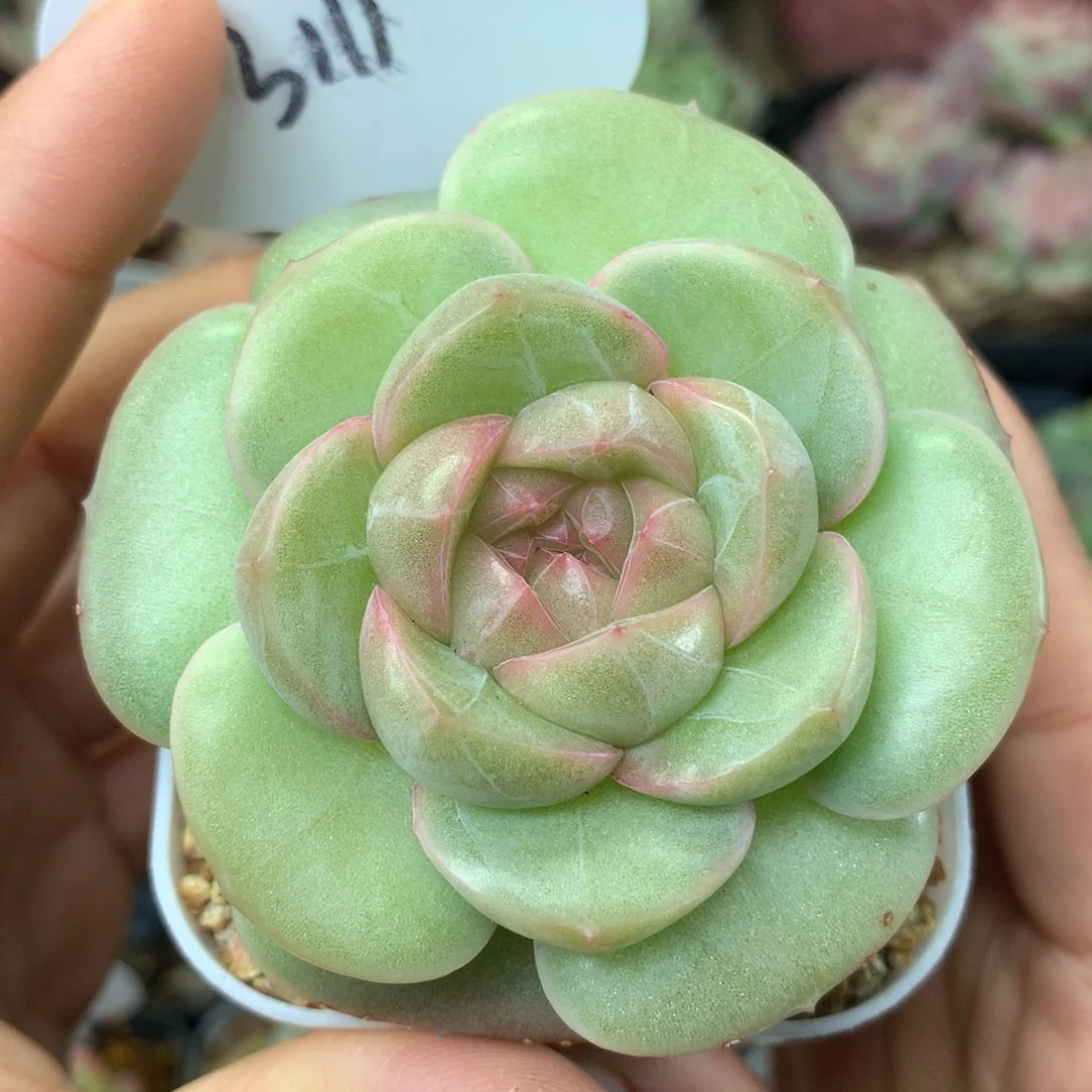 香雪海珍妮单头3111