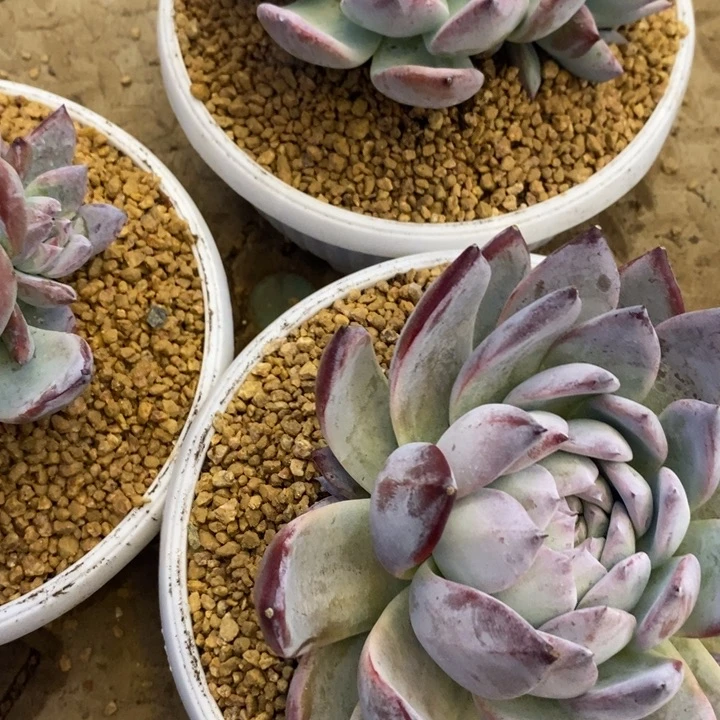 蝶***影888888888888888888