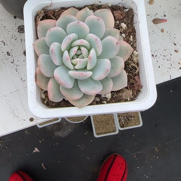 青蛙王子儿童牙膏11