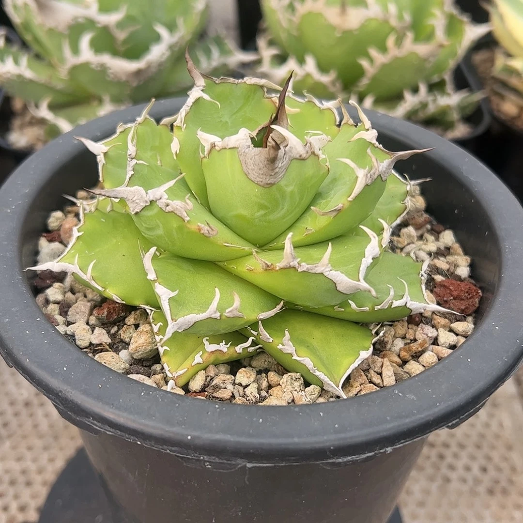 好***習夕映龙舌兰仁王冠