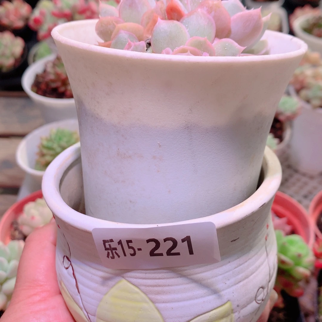 乐然15-221 蓝色惊喜+花盆