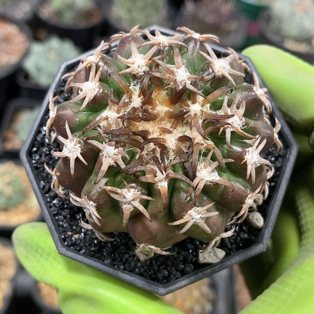 罗*实生猫爪圆盘玉仙人球