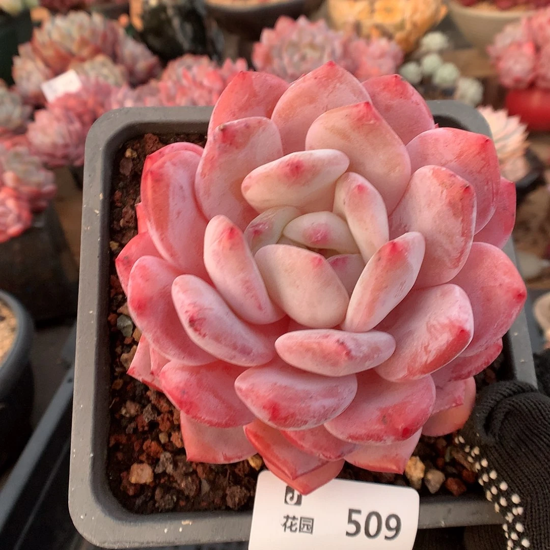 509星橙多肉植物66666