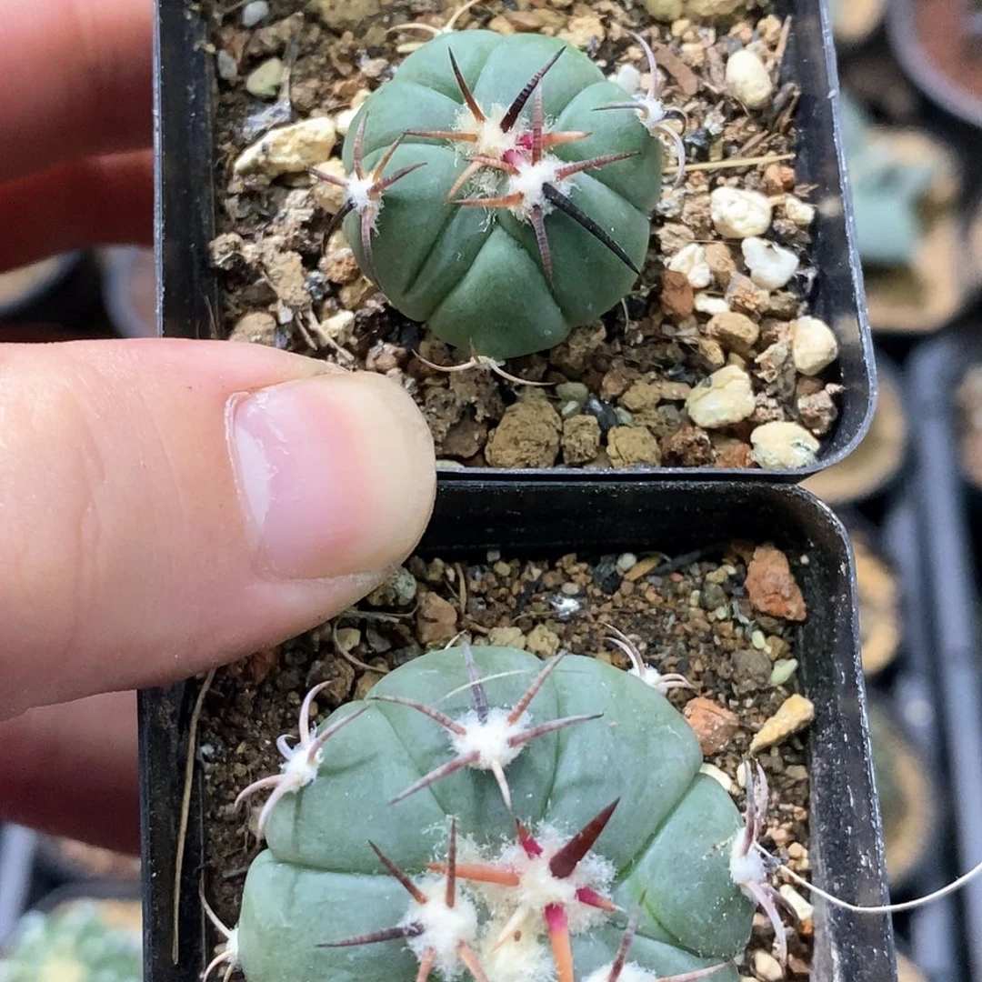 Y****倲孤品实生特选株优质短豪刺雷帝平丸2颗