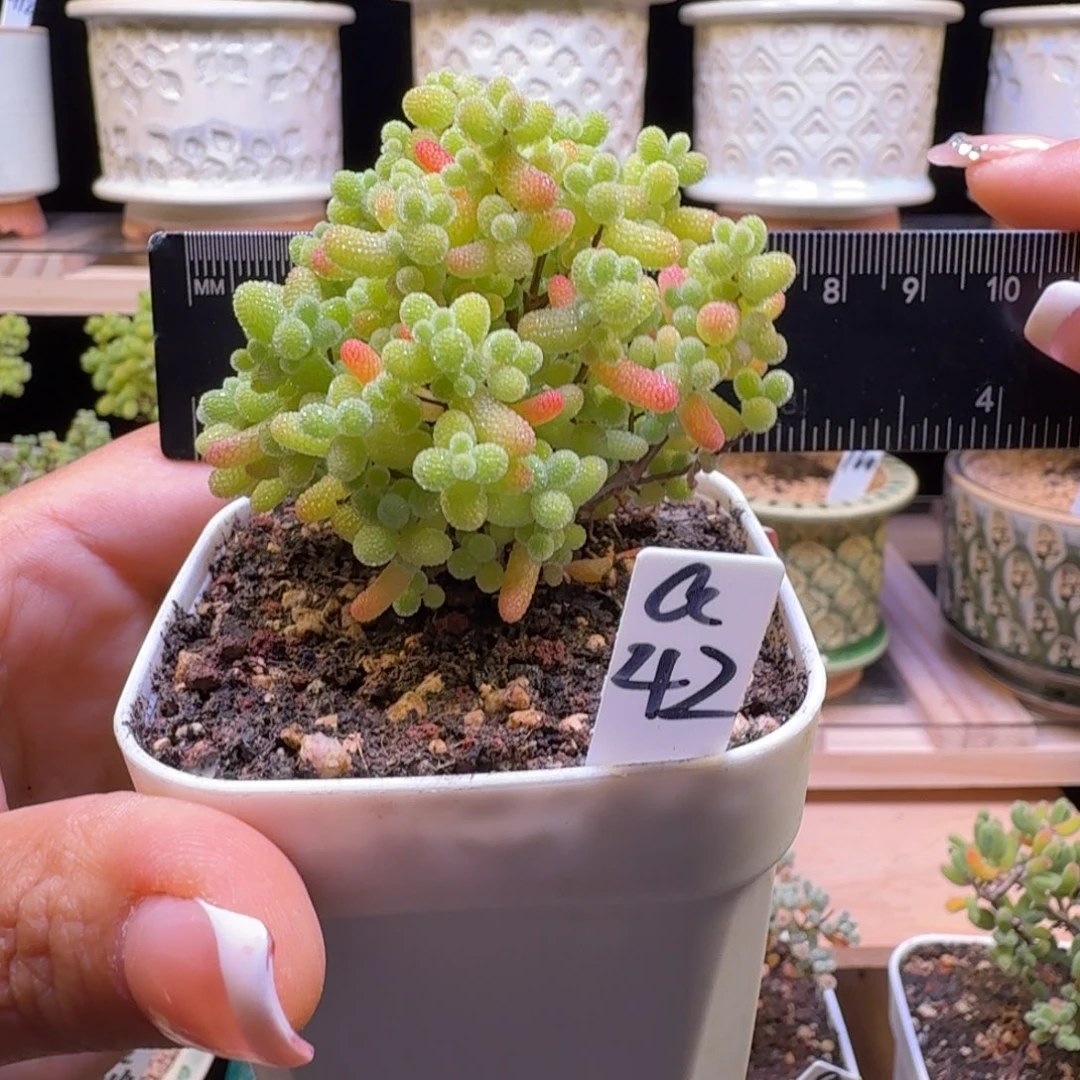 a42号橘子糖冠服6厘米左右