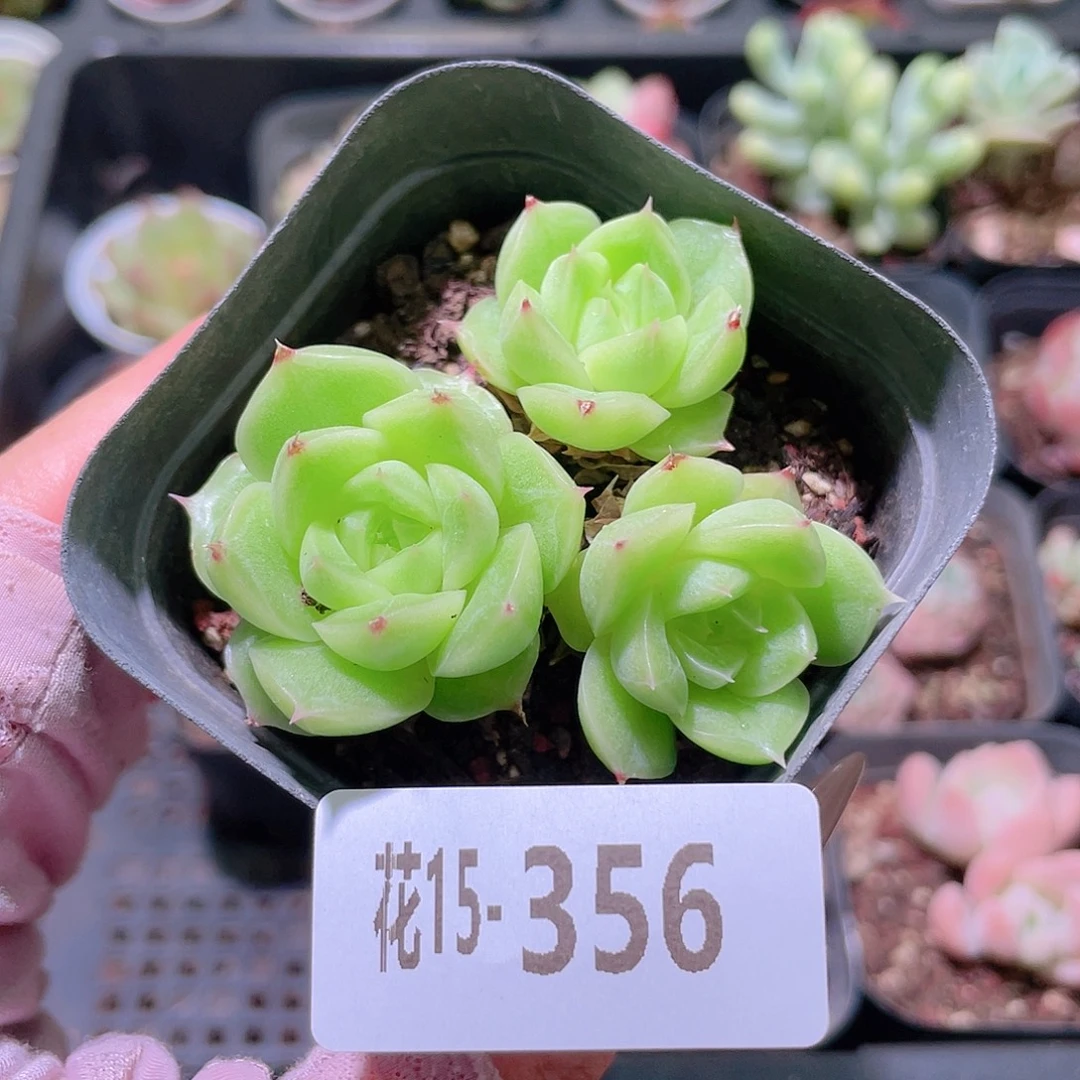 花利美15-356麦秆