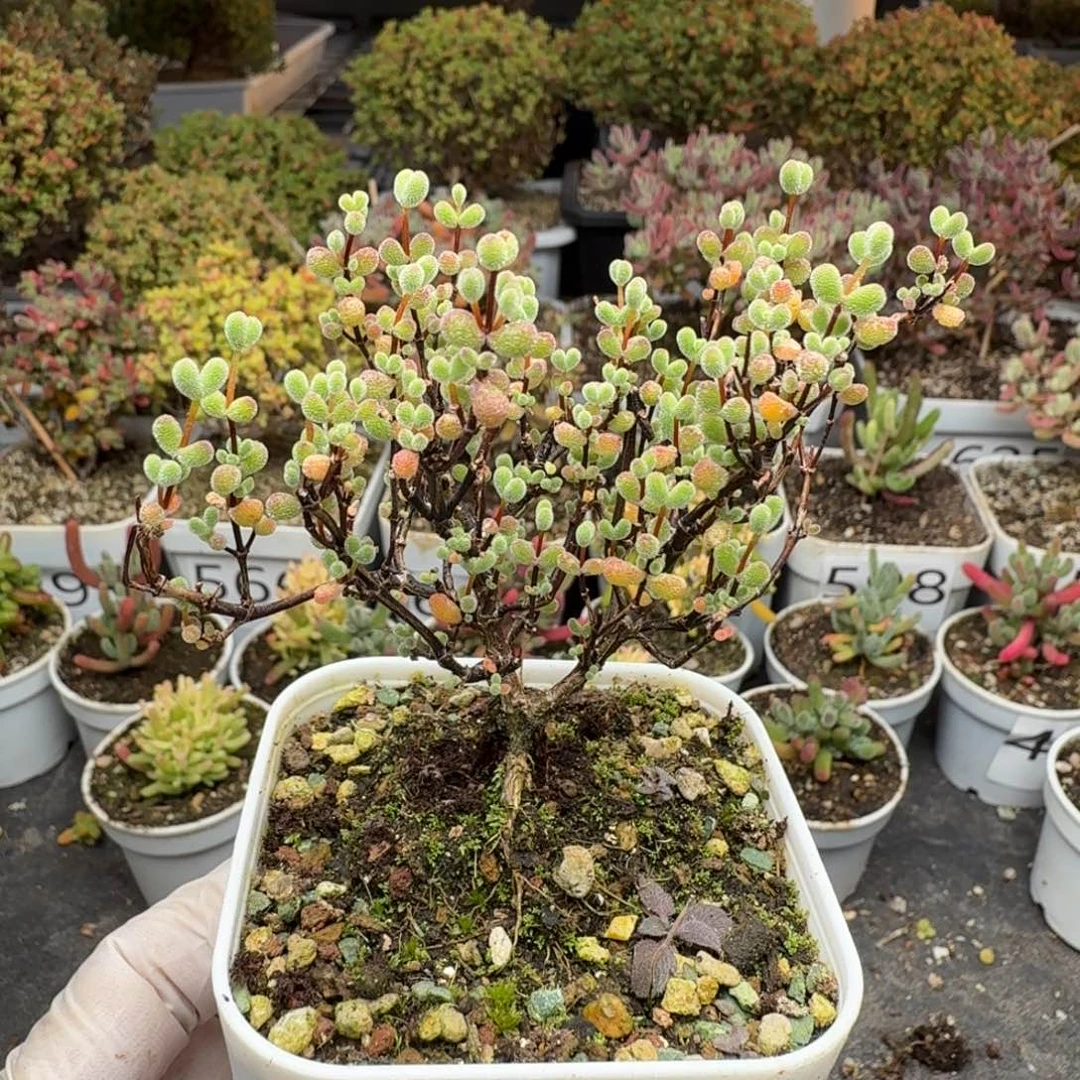 629翡翠老桩提根枝干