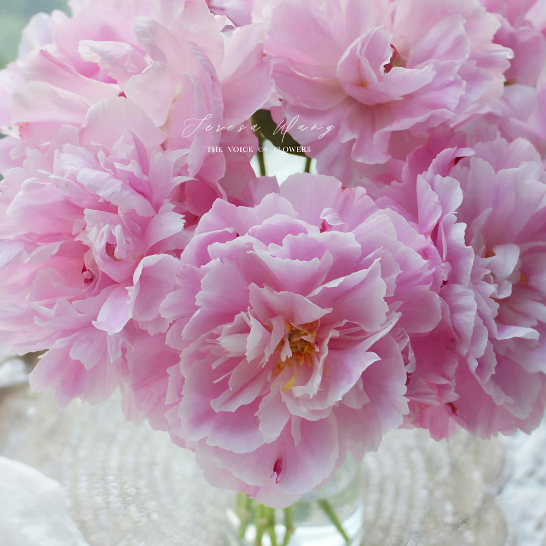 现货头茬【桃花飞雪】重瓣芍药鲜花，菏泽基地直发