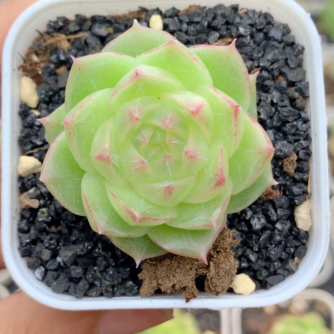 58包邮  群生不包整29