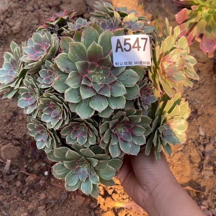 莲花座多肉植物547.