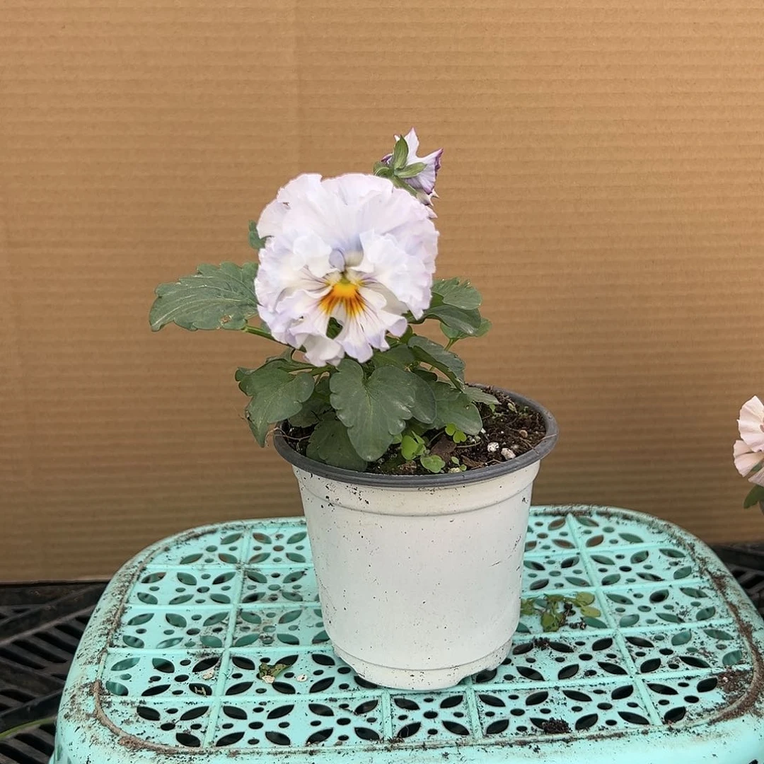 【闪购商品】完全开放090号