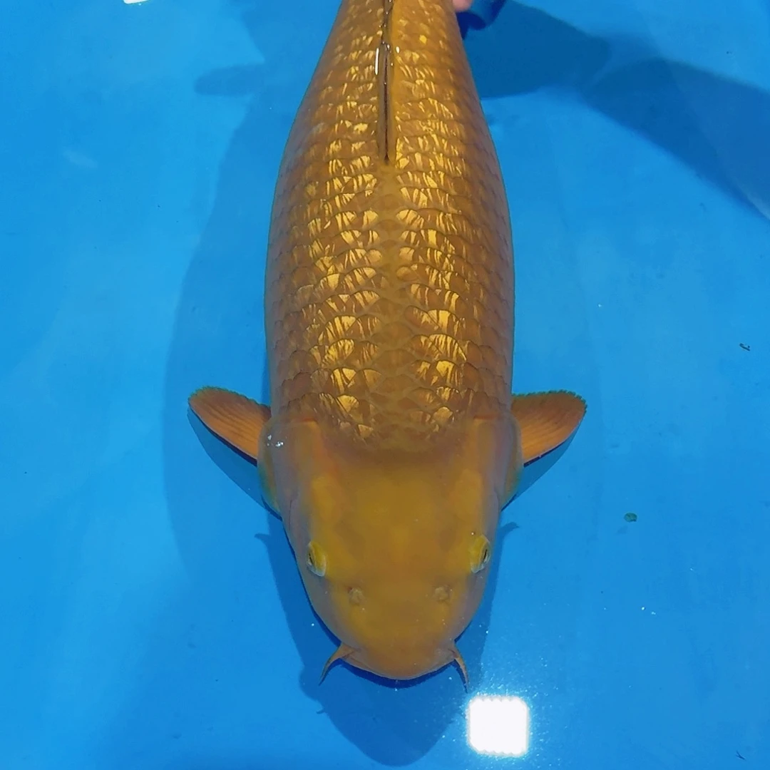 海水鱼佛山兴隆锦鲤