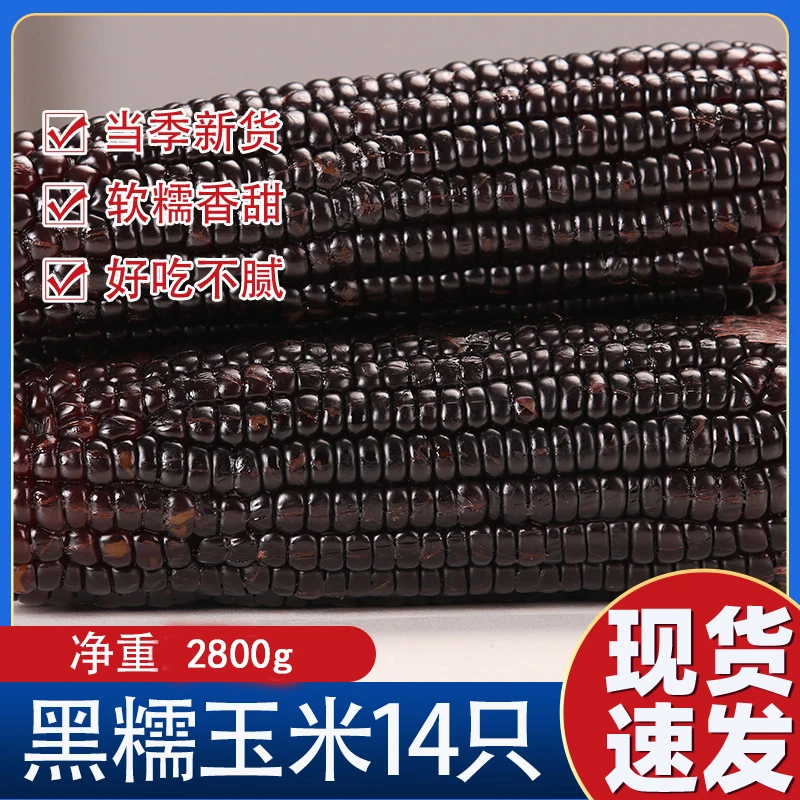 【14只净重2800】2024新货东北黑玉米 甜糯花青素黑甜糯（库存不多）