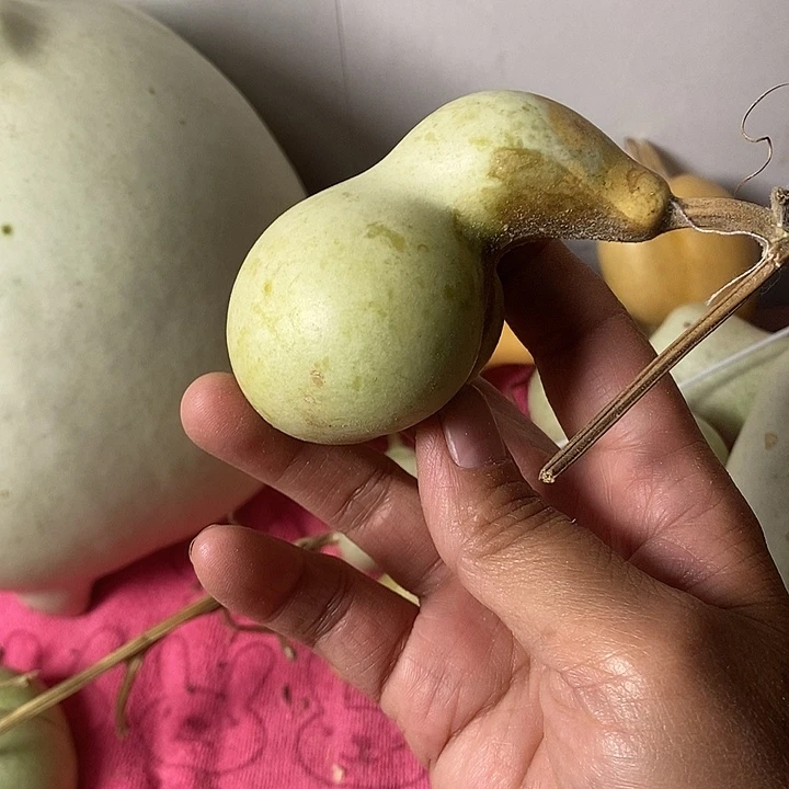 ****芙青皮葫芦手把件葫芦