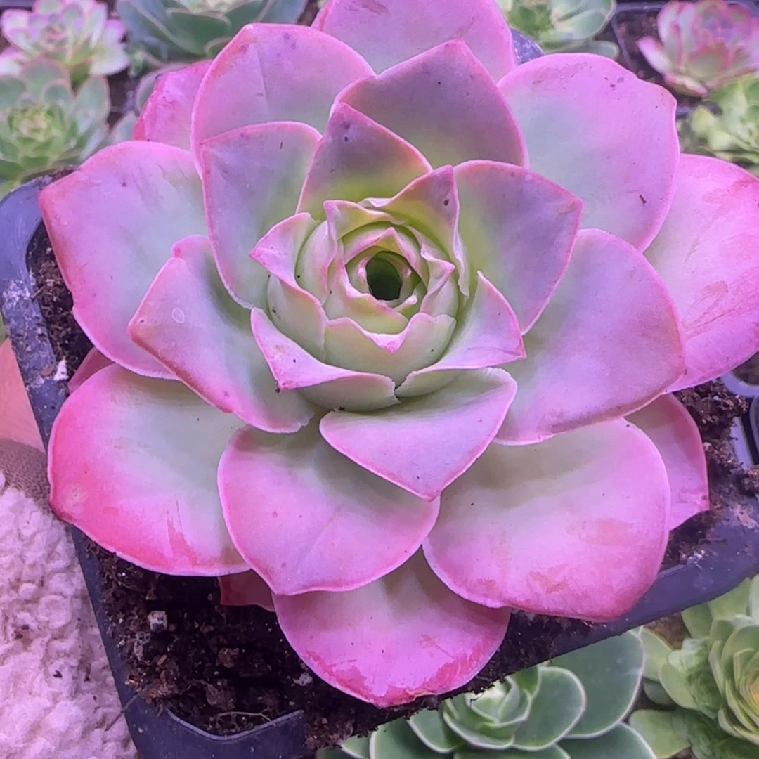 8.5厘米原始黄金老庄112424242